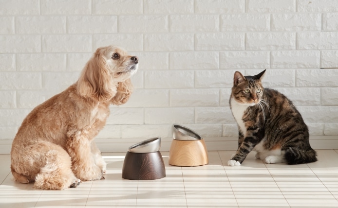 犬と猫とtoneの画像