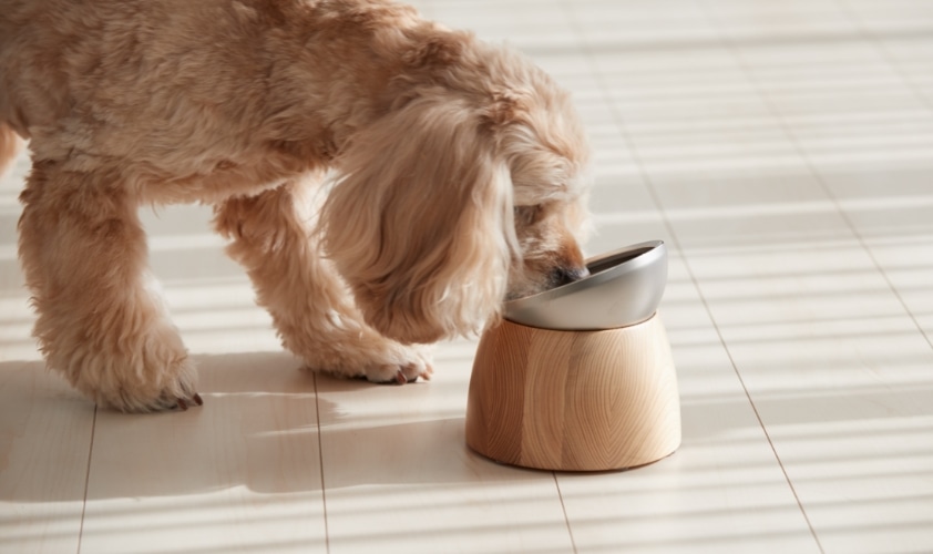 犬がtoneで餌を食べている画像